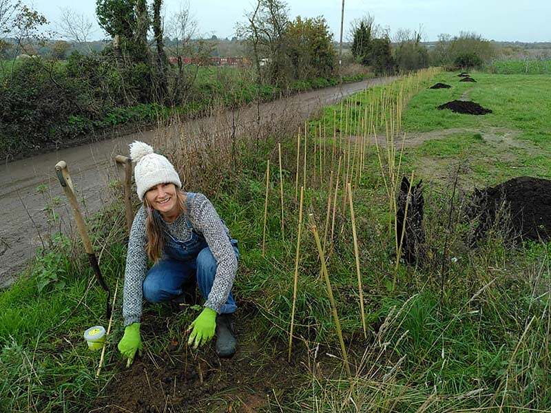 Illustrating Plant a hedge near All Saints' Church with the Brightlingsea Nature Network on Brightlingsea Info