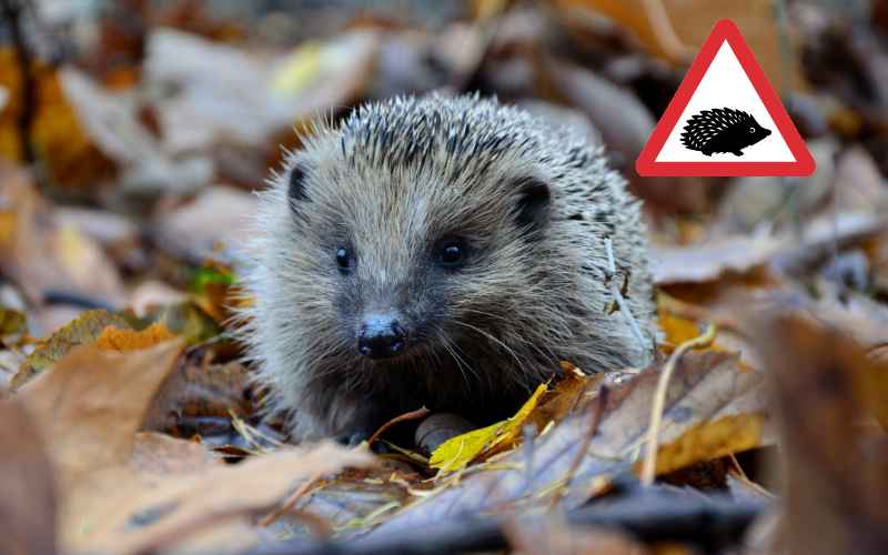 Illustrating Hedgehog warning signs could be installed on Brightlingsea roads on Brightlingsea Info