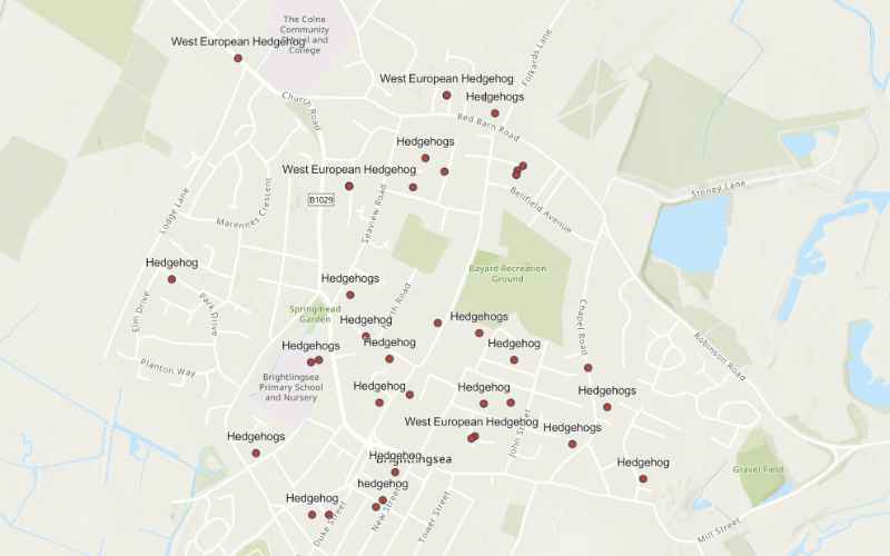 Illustrating Seen a hedgehog? Record it on the town's interactive map on Info Staging