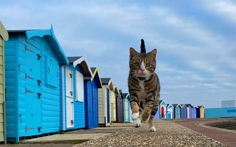 Illustrating Where is Max the cat? Worry grows as Brightlingsea favourite goes missing again on Brightlingsea Info