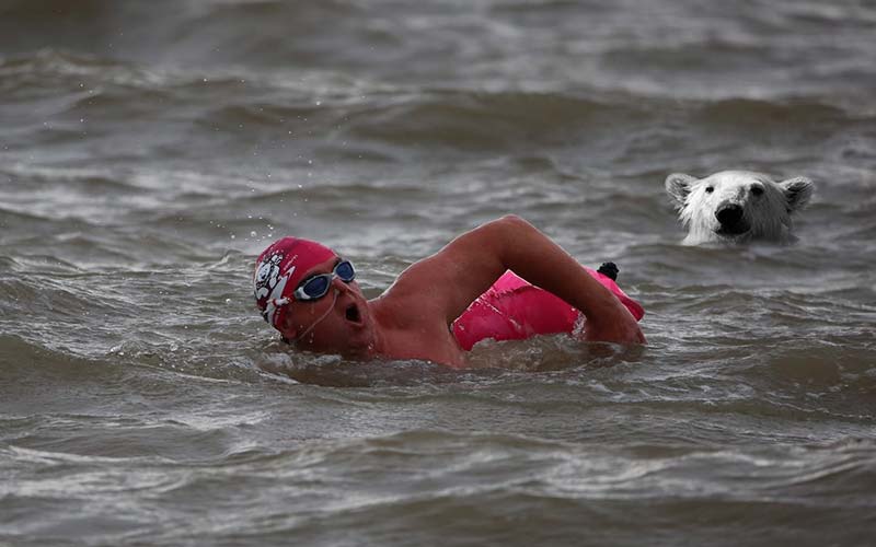 Illustrating Polar bear swimming challenge will boost town's Wellbeing Fund on Brightlingsea Info