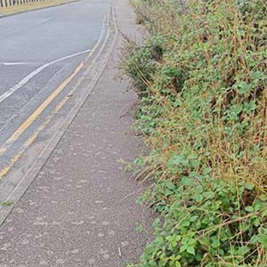 Illustrating Bramble Brigade tackles town's overgrown areas on Brightlingsea Info