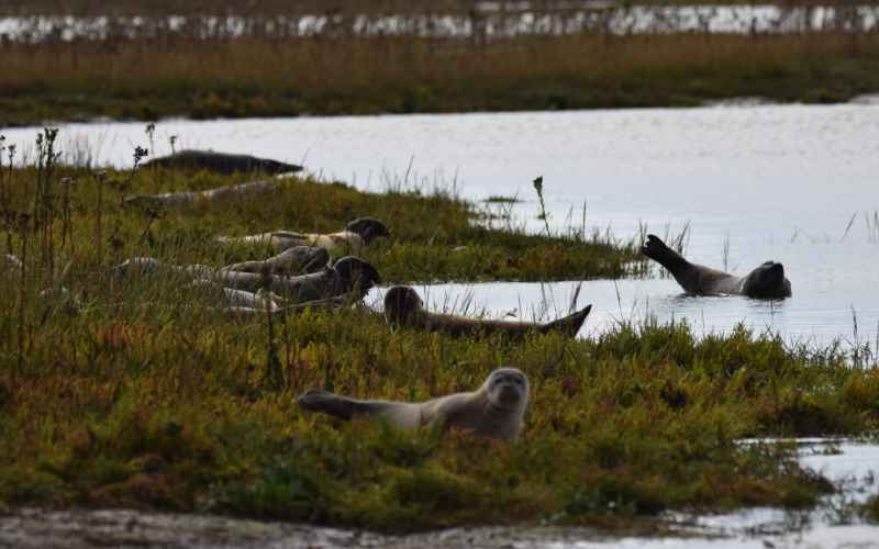 Illustrating Found a dead seal on the beach? Council issues guidance on Brightlingsea Info