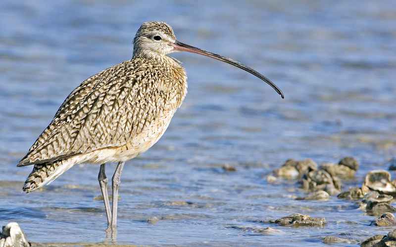 Illustrating Lower Farm development: call for more information as curlew numbers questioned by Natural England on Brightlingsea Info