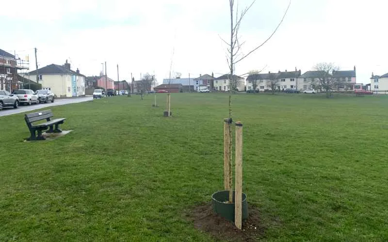 hurst green trees